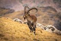 159 Simien Mountains, waliasteenbok